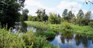 Rzeka Drwęca – rezerwat przyrody od 1961 roku.